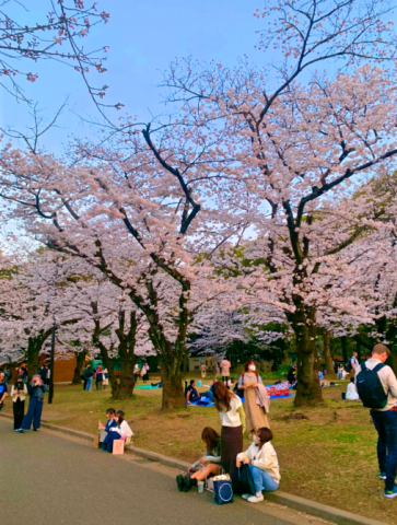 【東京こーぽの街さんぽ】代々木公園 お花見