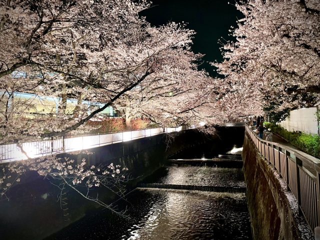 【東京こーぽの街さんぽ】成城のお花見スポット